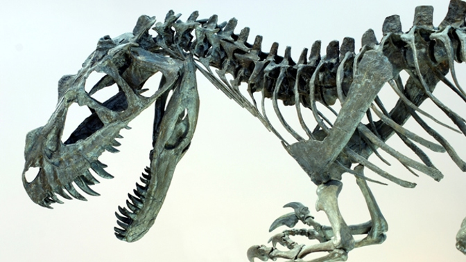 Dinosaur skeleton