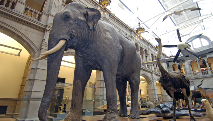 Sir Roger the Asian elephant in museum setting with a spitfire plane behind.