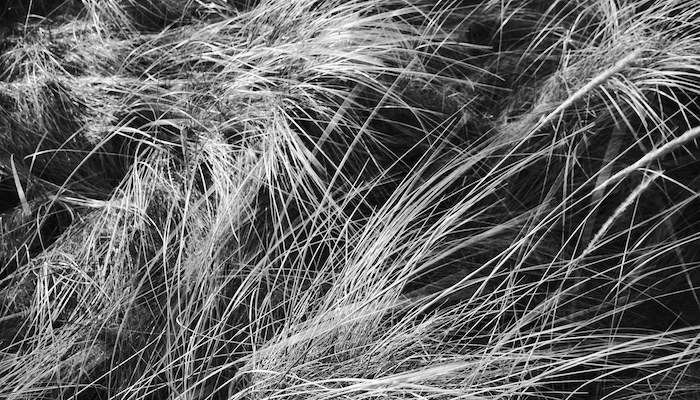 Close up of long grasses