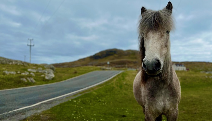 White horse standing by a roadside