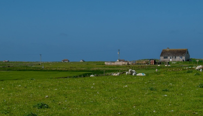 Landscape with cottage, sheep and grass