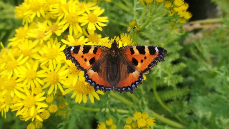 Small Tortoiseshell butterfly resting on yellow flower