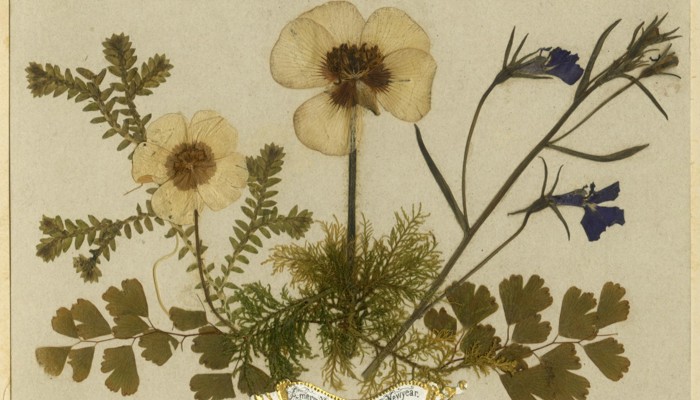 A display of pressed flowers