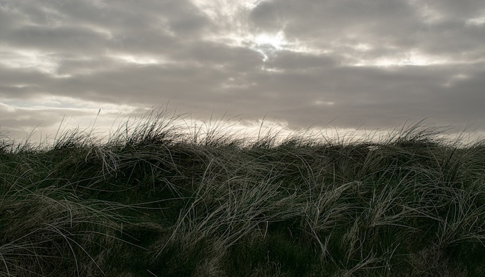 Silhouette of long grass at dusk