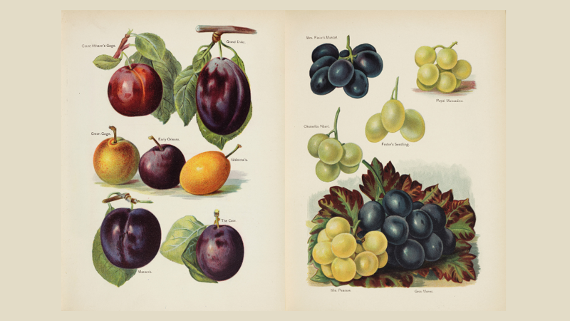 Illustrations of grapes and plums